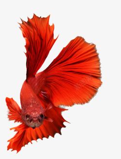 斗鱼免抠素材红色斗鱼高清图片