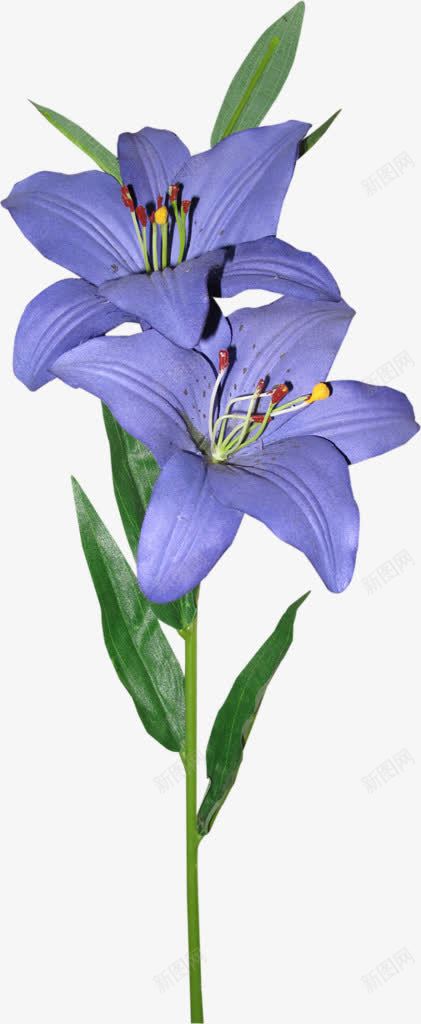 紫色兰花花朵png免抠素材_新图网 https://ixintu.com 兰花 图片 紫色 花朵