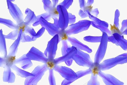 紫罗兰花朵素材