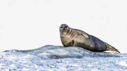 可爱的小海豹海豹北极动物高清图片