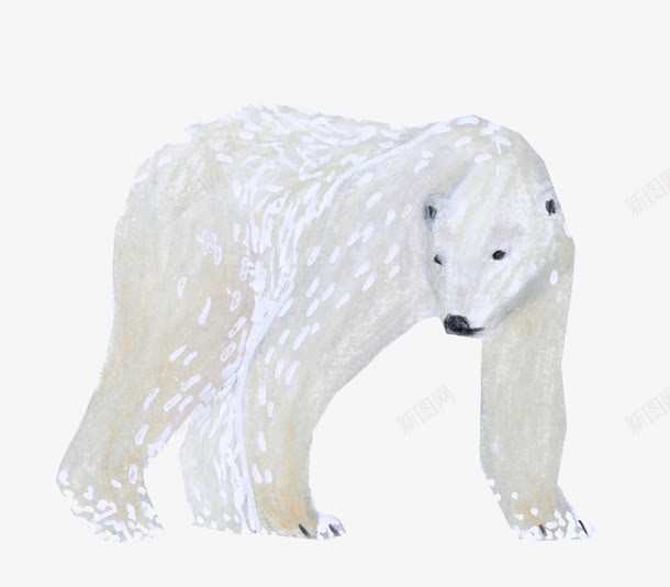 野生动物北极熊图png免抠素材_新图网 https://ixintu.com 动物 北极熊 可爱 手绘 插画 熊 白色 野生动物