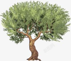 橄榄树手绘素材