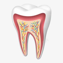 健康的牙齿剖面图素材