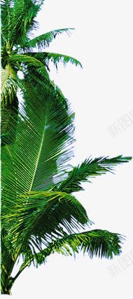 绿色的椰子树png免抠素材_新图网 https://ixintu.com 数木 椰子树 绿色
