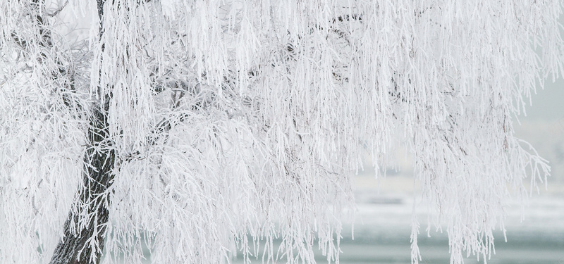 冬的天树jpg设计背景_新图网 https://ixintu.com 冬天 冬天树 冷 冻结 十二月 圣诞节 景观 树 海报banner 纹理 自然 质感 雪