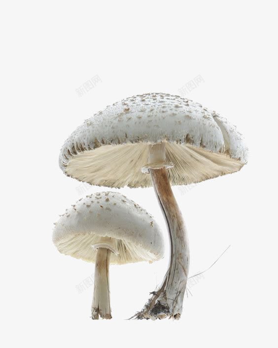 白色蘑菇png免抠素材_新图网 https://ixintu.com 创意蘑菇 毒蘑菇 白蘑菇 蘑菇插画