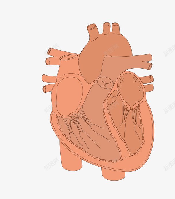 人体器官心脏血管png免抠素材_新图网 https://ixintu.com 人体器官 医疗解剖 卡通图案 心脏血管 心脑血管 脑血管 血管图案