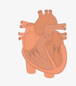 人体器官心脏血管素材