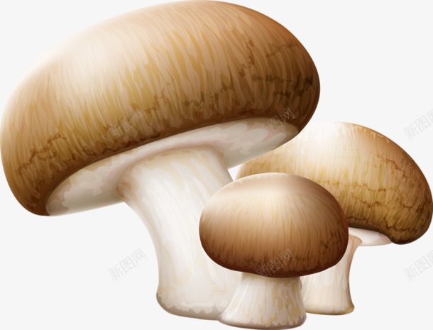 蘑菇png免抠素材_新图网 https://ixintu.com 棕色 白色 蘑菇