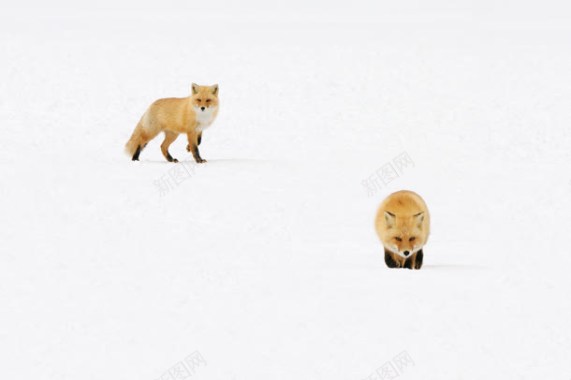 雪景里的两只狐狸背景