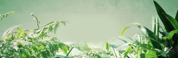 唯美植物banner背景jpg设计背景_新图网 https://ixintu.com banner 植物 背景