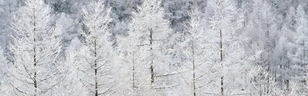 雪景背景图jpg设计背景_新图网 https://ixintu.com 树 雪