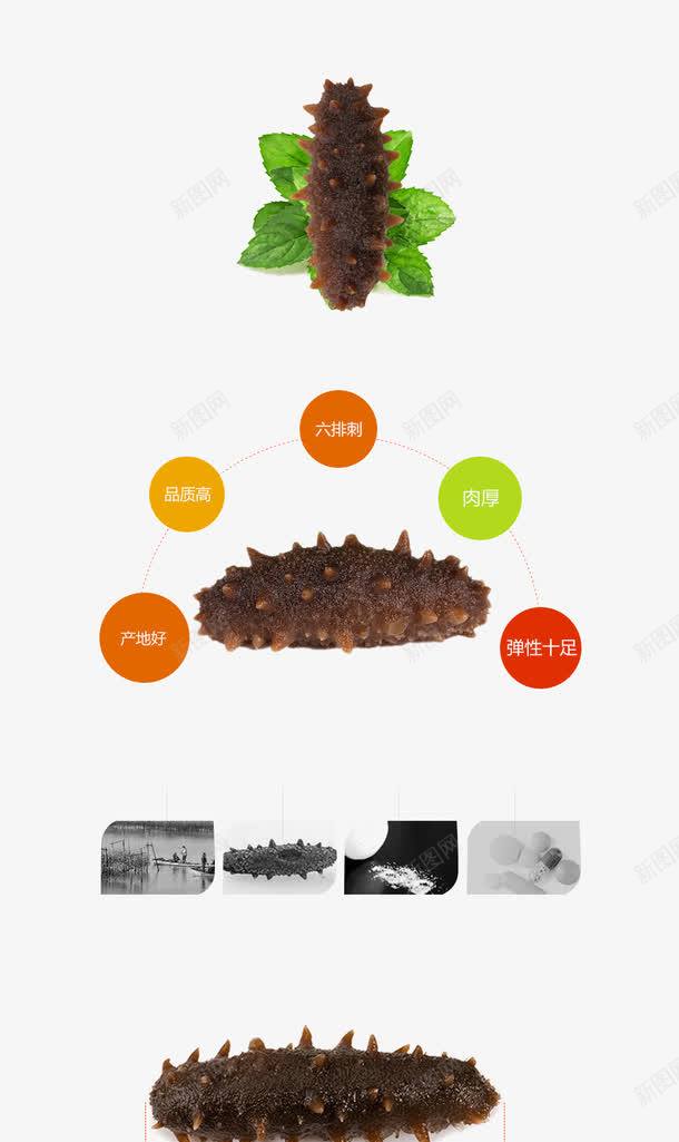 海参psd免抠素材_新图网 https://ixintu.com 养生 海参 美食 食补