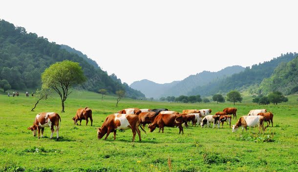 旅游景区陕西关山草原png免抠素材_新图网 https://ixintu.com 旅游景区 景区 著名景点