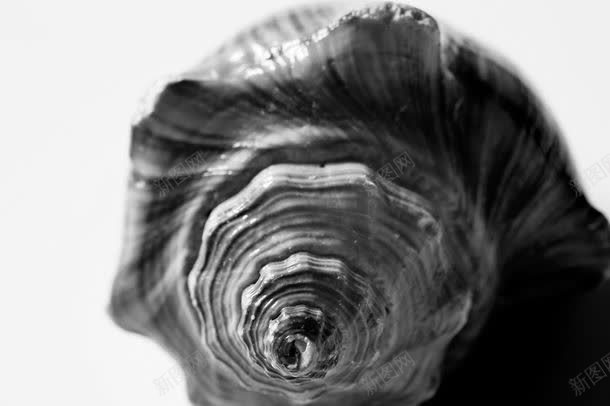 黑白色的海螺jpg设计背景_新图网 https://ixintu.com 其它类别 图片素材 底纹背景 海洋生物 海螺 纹理背景 背景素材 背景花边 黑白色的海螺图片 黑白色的海螺图片素材下载