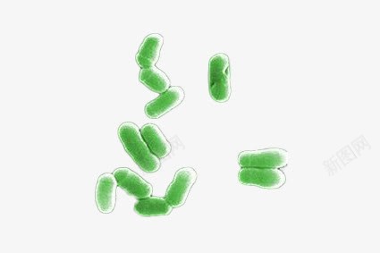 棒杆菌png免抠素材_新图网 https://ixintu.com 微生物 显微镜下实物 棒杆菌