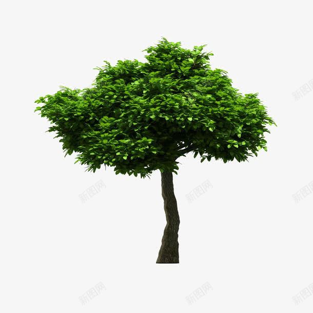 景观前景树png免抠素材_新图网 https://ixintu.com 前景树 景观 景观树 树 造型树