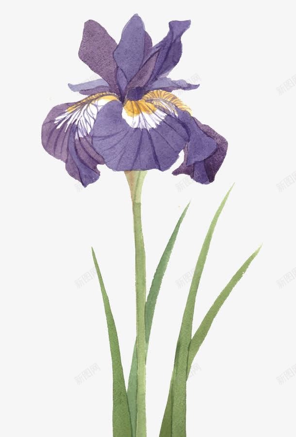 紫色花朵png免抠素材_新图网 https://ixintu.com 植物 紫色 花朵 鸢尾 鸢尾花