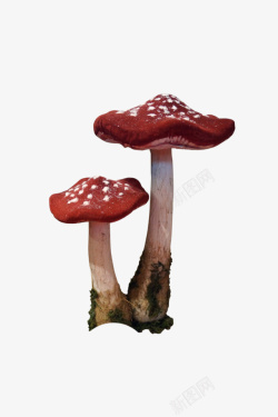 有毒的蘑菇素材