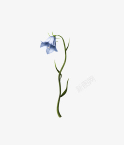 一朵蓝色花朵素材