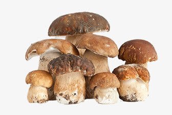 野蘑菇png免抠素材_新图网 https://ixintu.com 毒蘑菇 菌类 蘑菇 野生菌