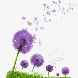 蒲公英的图片紫色蒲公英春天紫色的回忆过去高清图片