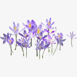 淡紫色花朵淡紫色花朵高清图片