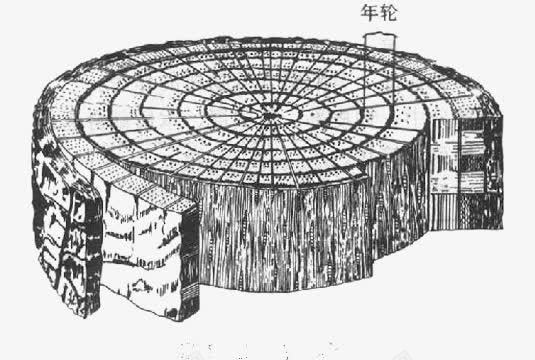 卡通年轮图png免抠素材_新图网 https://ixintu.com 卡通 年轮 树木年轮 漫画