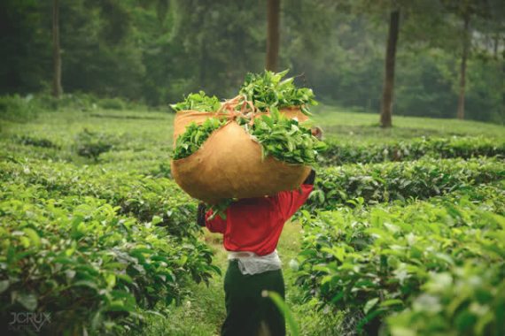 绿色茶树才茶农图背景