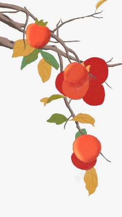 红果的柿子一株手绘的柿子高清图片