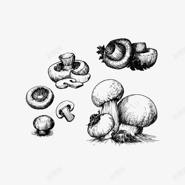 蘑菇菌类png免抠素材_新图网 https://ixintu.com 卡通 卡通蘑菇 素描 菇类 菌类 蘑菇