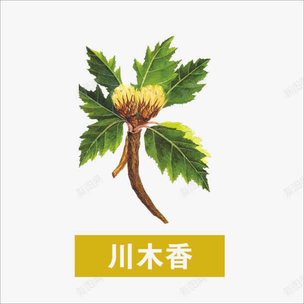 草药png免抠素材_新图网 https://ixintu.com 中药 中药材 川木香