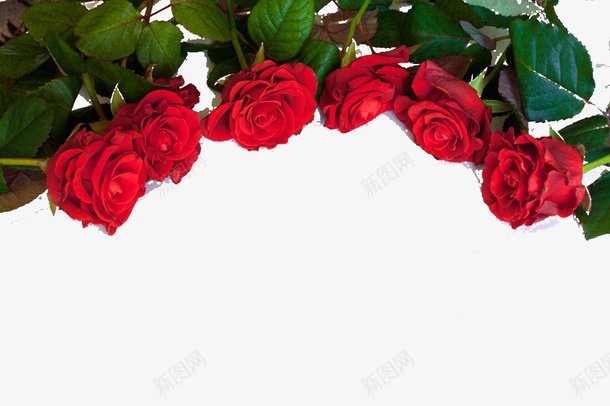 一排玫瑰花png免抠素材_新图网 https://ixintu.com 玫瑰 花卉 装饰图案