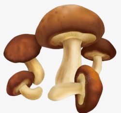 大头树蘑菇高清图片