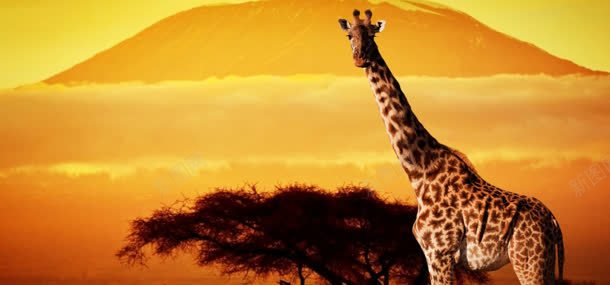 长颈鹿摄影jpg设计背景_新图网 https://ixintu.com 动物 长颈鹿 长颈鹿素材