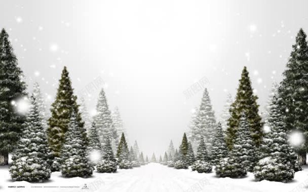 雪花一片白茫茫一片树木背景