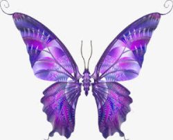创意合成紫色的蝴蝶效果素材