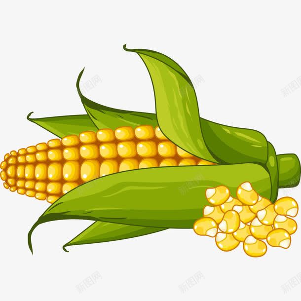 手绘玉米png免抠素材_新图网 https://ixintu.com 一棵 卡通 手绘 玉米 玉米粒 简图 绿色的 黄色的