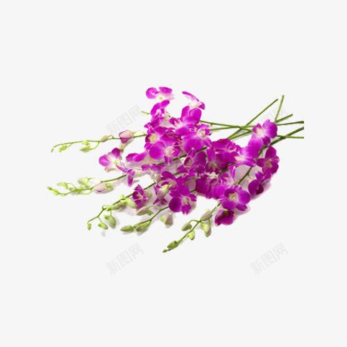 紫色干花png免抠素材_新图网 https://ixintu.com 产品实物 紫花 花朵 花束