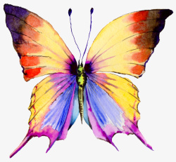 卡通手绘彩色的蝴蝶素材
