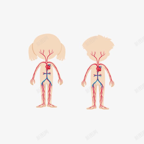 卡通Q版人体血管png免抠素材_新图网 https://ixintu.com 人体 人体血管 医疗 卡通 可爱 器官 血管图案 血管矢量图