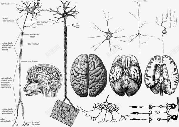 手绘大脑神经系统png免抠素材_新图网 https://ixintu.com 中枢神经系统 人脑 剖面 手绘 神经系统 脑神经 解剖
