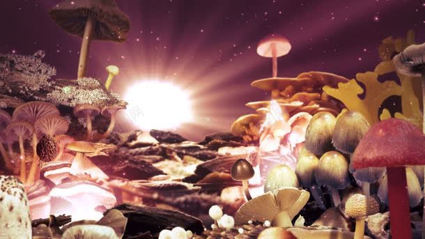 白色梦幻蘑菇林海报背景jpg设计背景_新图网 https://ixintu.com 梦幻 海报 白色 背景 蘑菇