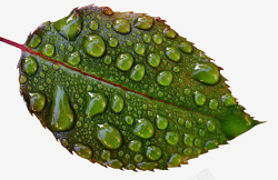 满是水滴的绿色叶子素材