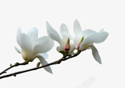 植物白花玉兰花的话语高清图片