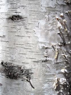 白色树皮带脱落表皮的白色树皮背景高清图片