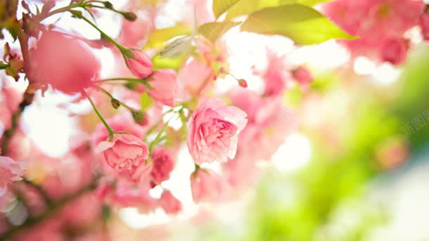 粉色花朵绿叶壁纸jpg设计背景_新图网 https://ixintu.com 壁纸 粉色 绿叶 花朵