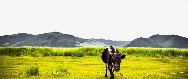 草原上的牛png免抠素材_新图网 https://ixintu.com 牛 绿色 草原 草原牧场