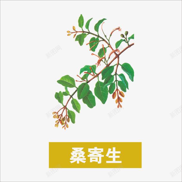 草药png免抠素材_新图网 https://ixintu.com 中药 本草纲目 桑寄生 药材