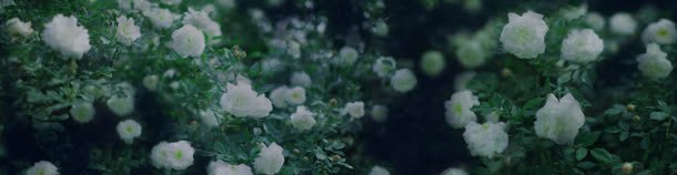 绿色唯美白色花朵背景jpg设计背景_新图网 https://ixintu.com 白色 绿色 背景 花朵